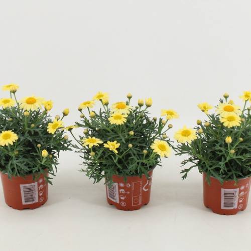 Margerite gelb T10,5 H025