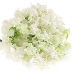 Wicken weiss    40cm Sun White