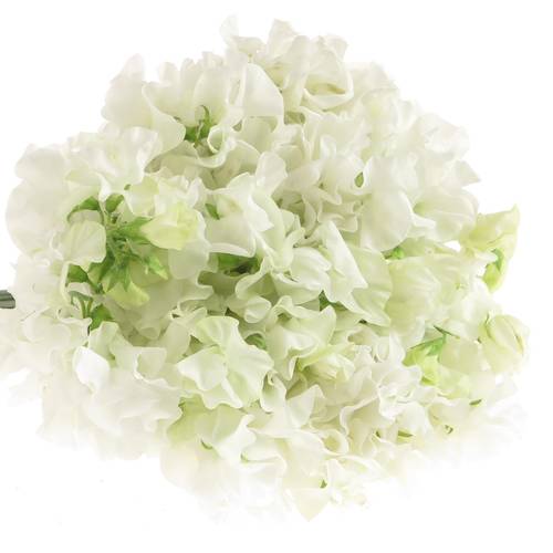 Wicken weiss    40cm Sun White