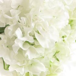Wicken weiss    40cm Sun White