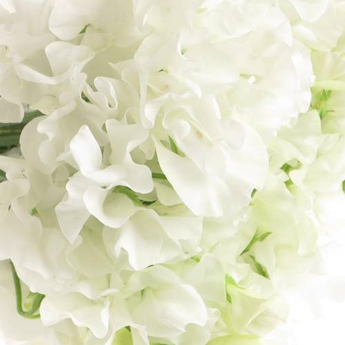 Wicken weiss    40cm Sun White