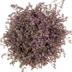 Limonium hell rosa Florida 60cm