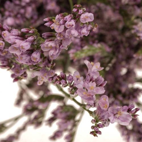 Limonium hell rosa Florida 60cm