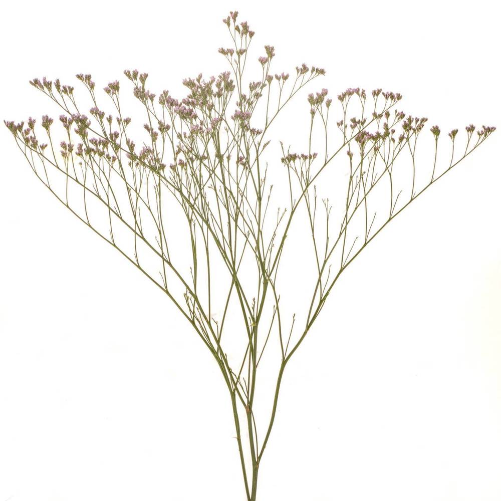 Limonium hell rosa Florida 60cm