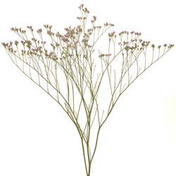 Limonium hell rosa Florida 60cm