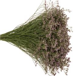 Limonium hell rosa Florida 60cm
