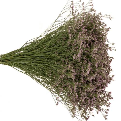 Limonium hell rosa Florida 60cm