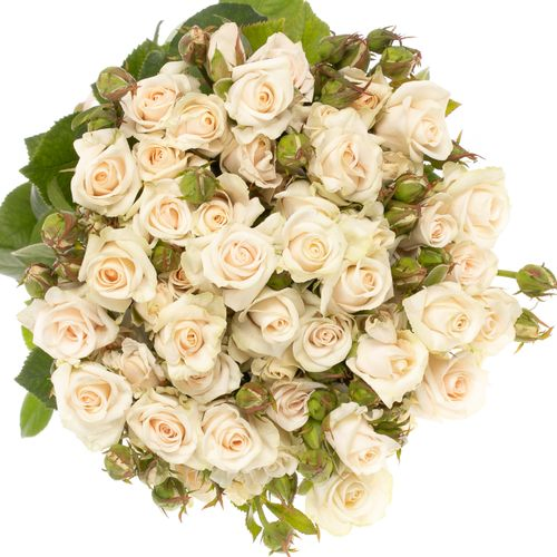 Rose verzweigt creme Royal Porcelina 5+Blüte 70cm