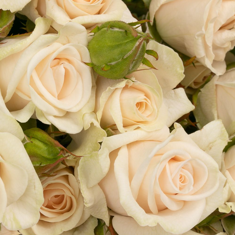 Rose verzweigt creme Royal Porcelina 5+Blüte 70cm