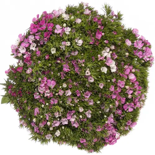 Bartnelke rosa Amazon Rose Magic  55cm