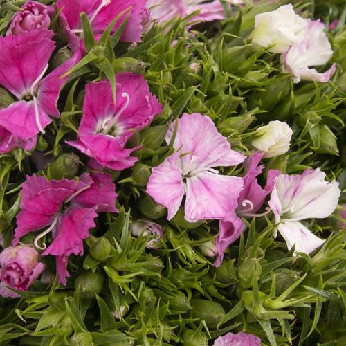 Bartnelke rosa Amazon Rose Magic  55cm