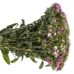Bartnelke rosa Amazon Rose Magic  55cm