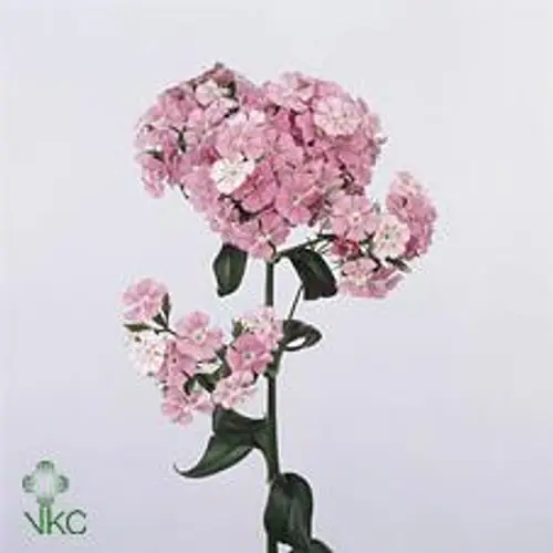Bartnelke rosa Amazon Rose Magic  55cm