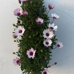 Osteospermum hell lila Wandhänger H040
