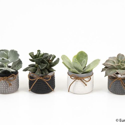 Sukkulenten mix T06