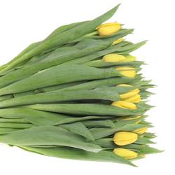 Tulpe gelb Lobke 30 Gramm