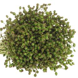 Hagebutte grün Corallo Ohne Dorn 30cm