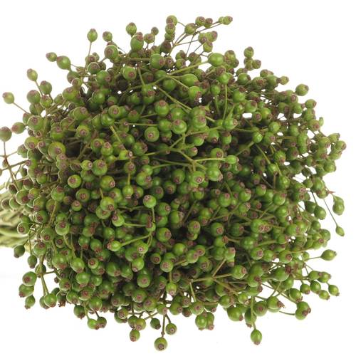 Hagebutte grün Corallo Ohne Dorn 30cm