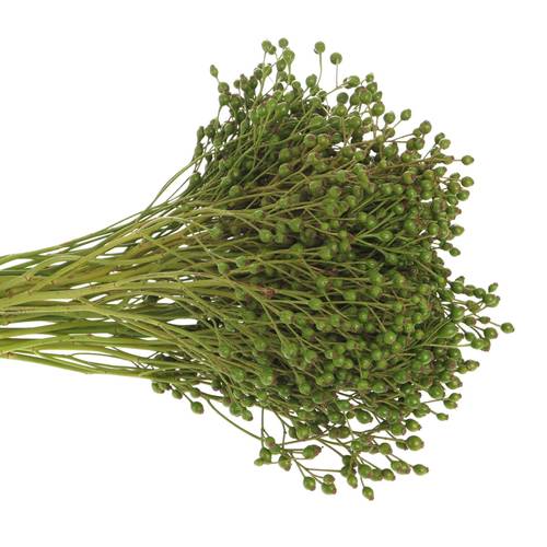 Hagebutte grün Corallo Ohne Dorn 30cm