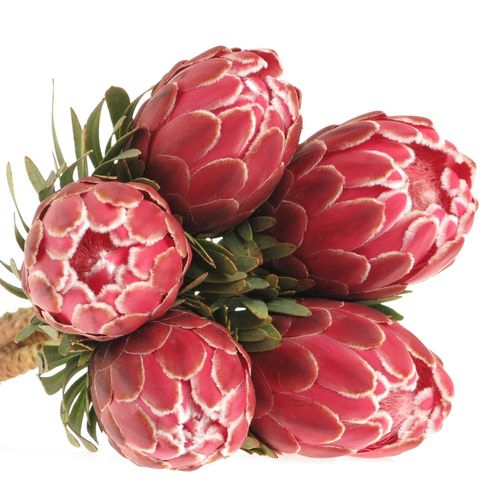 Protea rot Venus 60cm