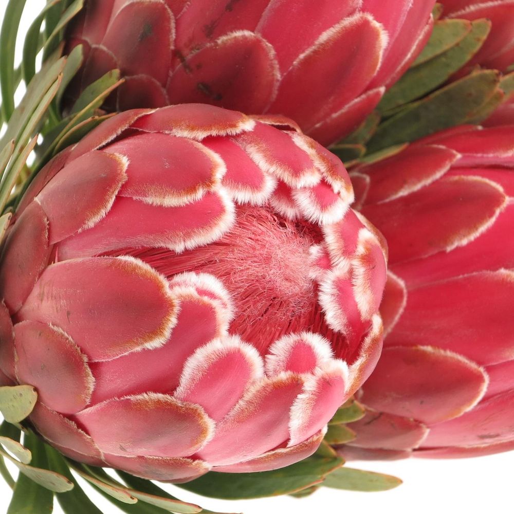 Protea rot Venus 60cm