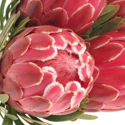 Protea rot Venus 60cm