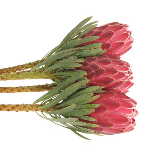 Protea rot Venus 60cm