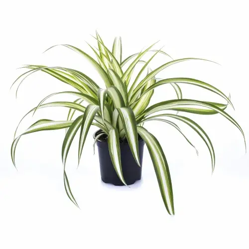 Chlorophytum Comosum T11 H030
