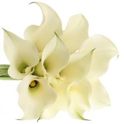Calla creme Ventura 45cm