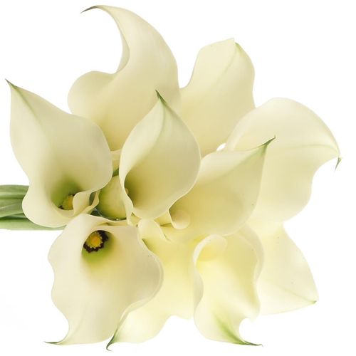 Calla creme Ventura 45cm
