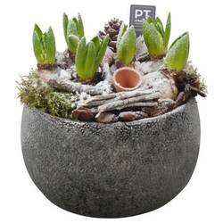 Hyac.Arr PTWH4070 weisse Bl. Winter T23 H024