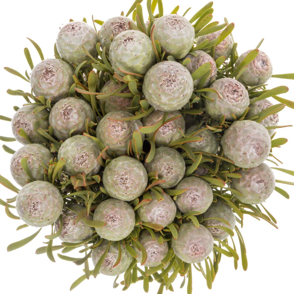 Leucadendron grau Ayoba Jade Pearl 30cm