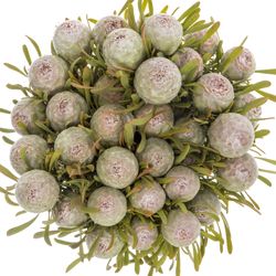 Leucadendron grau Ayoba Jade Pearl 30cm