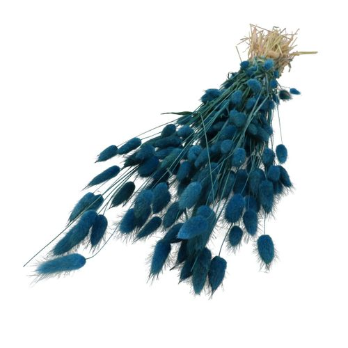 Trocken Lagurus blau L60cm 100gr