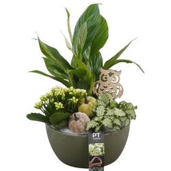 Spath.Arr PTHI5549 Herbst T18 H035