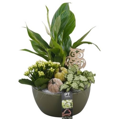 Spath.Arr PTHI5549 Herbst T18 H035