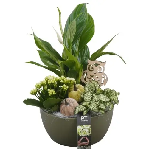 Spath.Arr PTHI5549 Herbst T18 H035