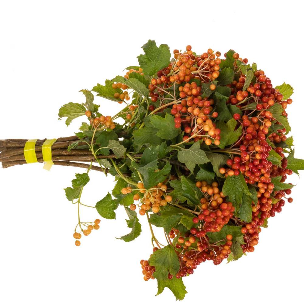 Viburnum rot Compactum 6 Kopf 40cm