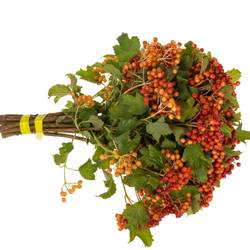 Viburnum rot Compactum 6 Kopf 40cm