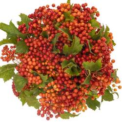 Viburnum rot Compactum 6 Kopf 40cm