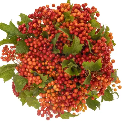 Viburnum rot Compactum 6 Kopf 40cm
