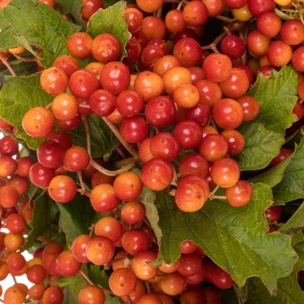 Viburnum rot Compactum 6 Kopf 40cm