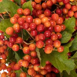 Viburnum rot Compactum 6 Kopf 40cm
