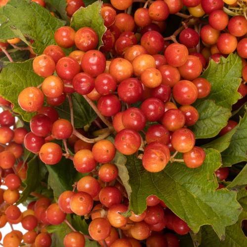 Viburnum rot Compactum 6 Kopf 40cm