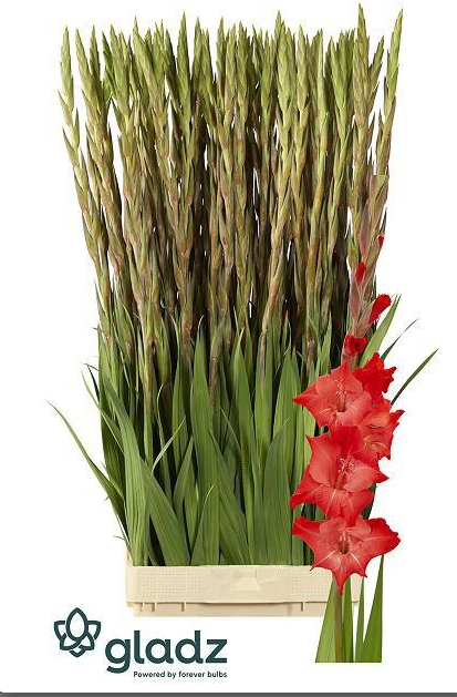 Gladiole orange for evigt 95cm