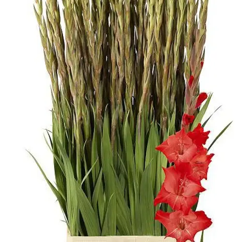 Gladiole orange for evigt 95cm