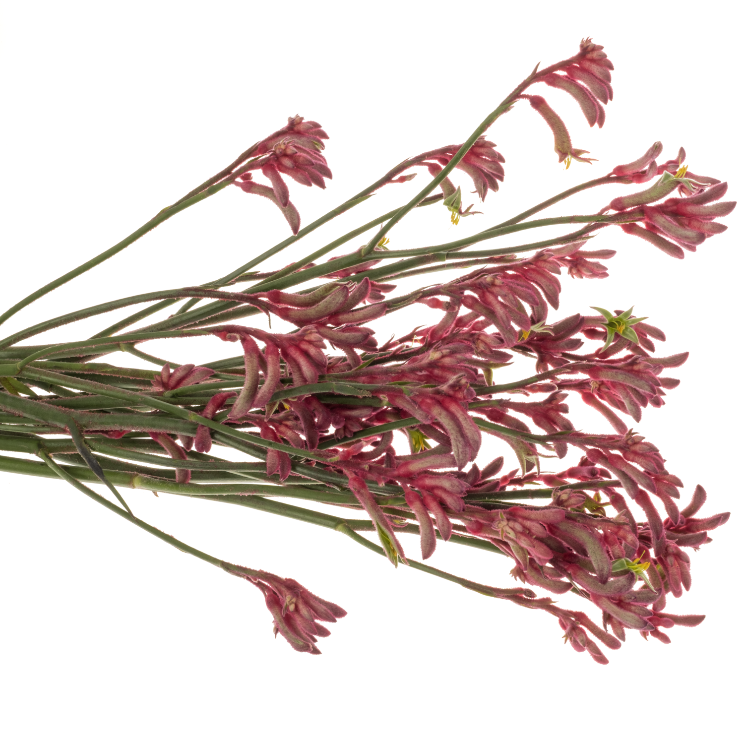 Kangeroo rosa Bush Princess 60cm
