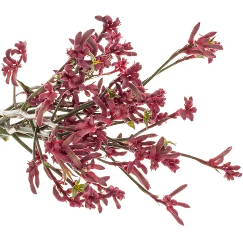 Kangeroo rosa Bush Princess 60cm