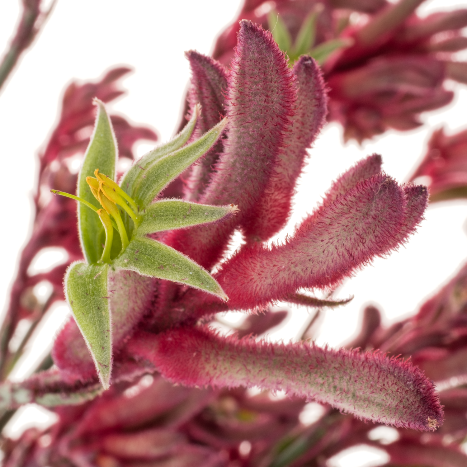 Kangeroo rosa Bush Princess 60cm