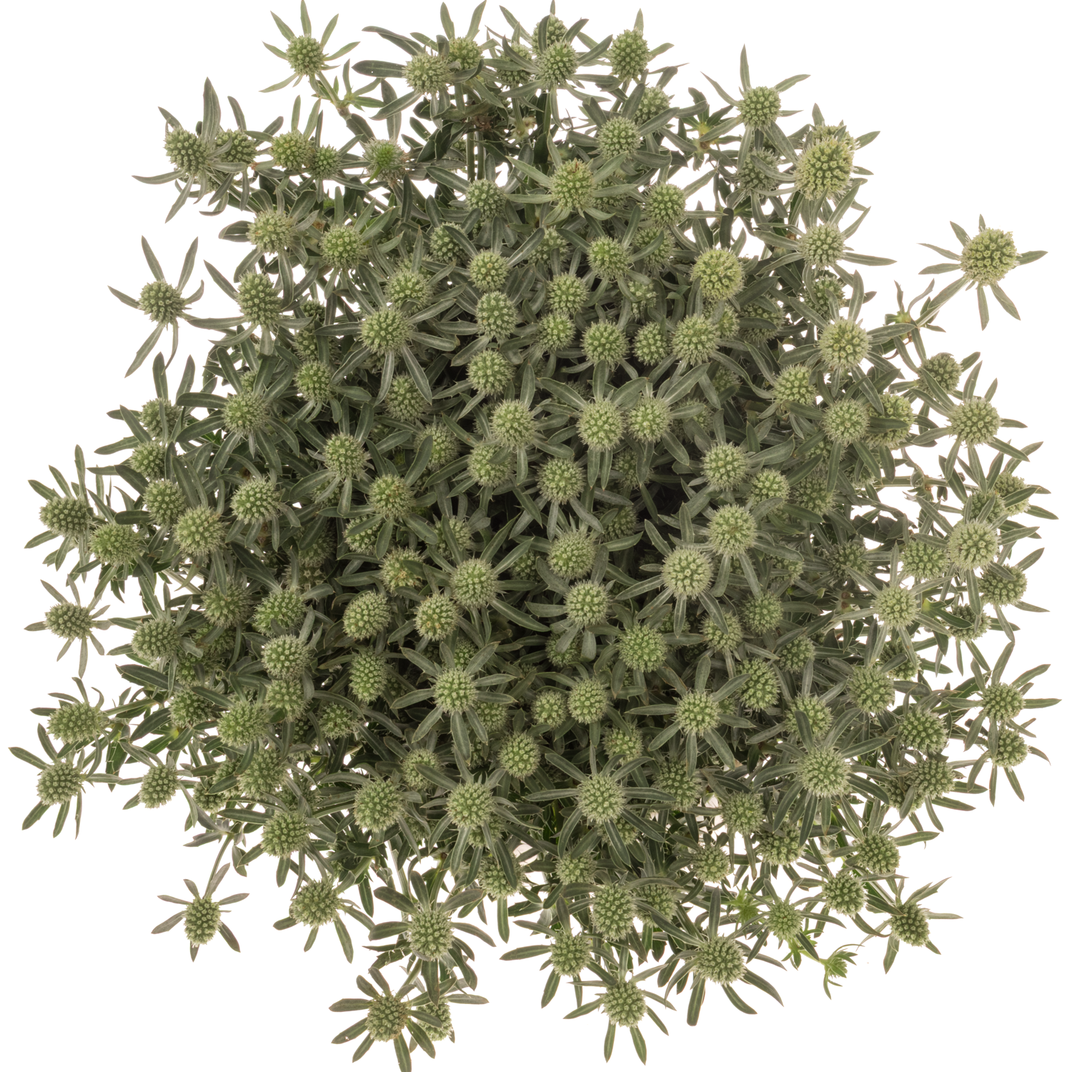 Distel creme-weiss White Glitter x 50 40cm A2